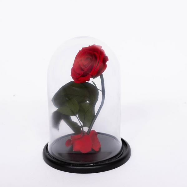 Rose sous dôme de verre