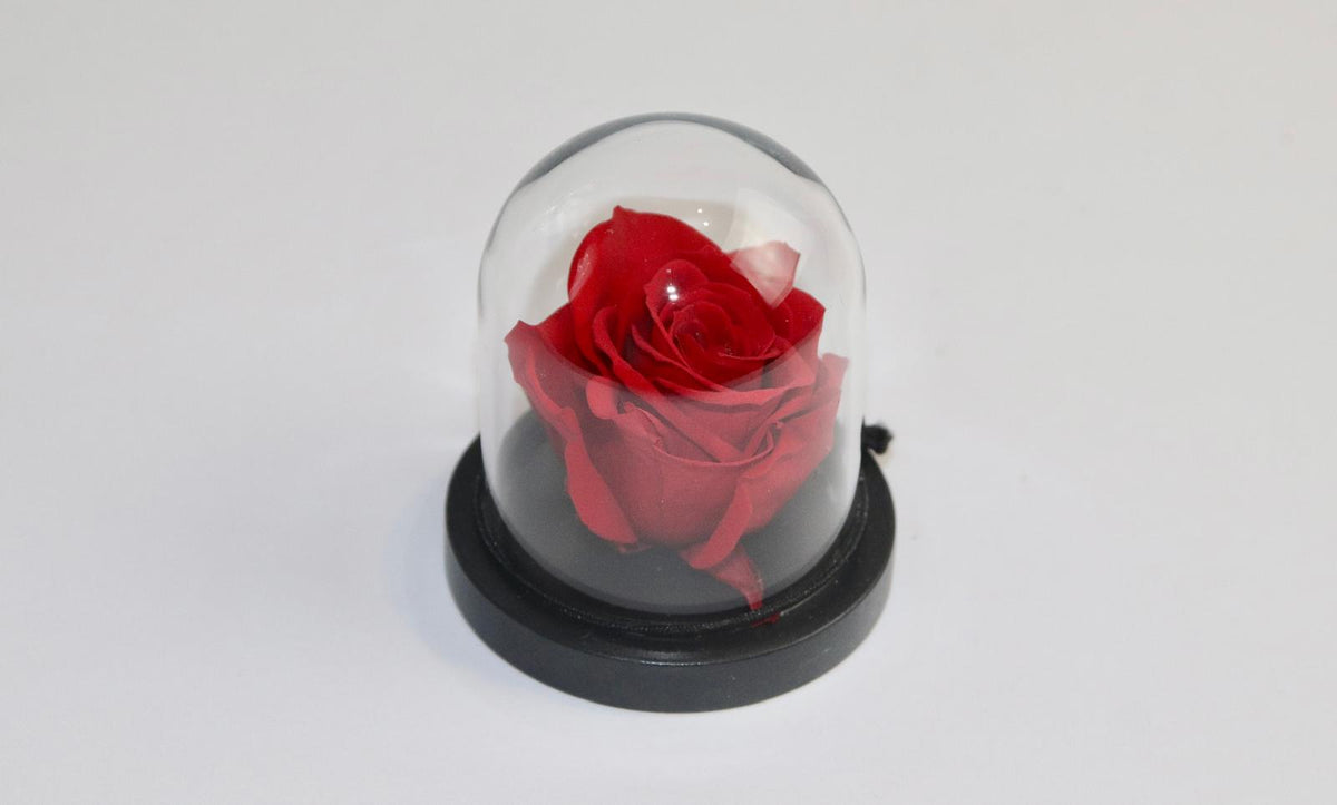 Petite rose sous cloche