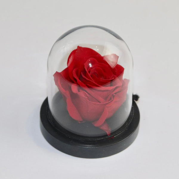 Petite rose sous cloche