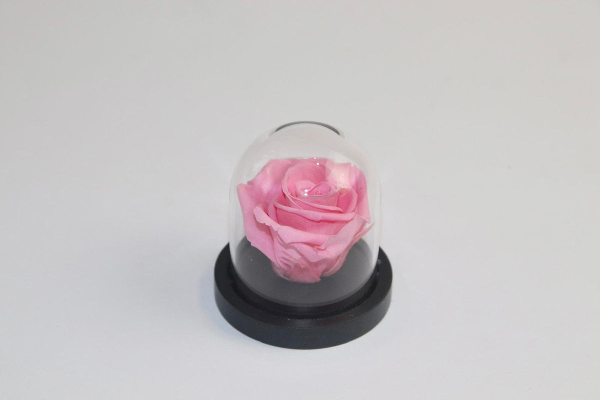 Petite rose sous cloche