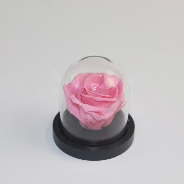 Petite rose sous cloche