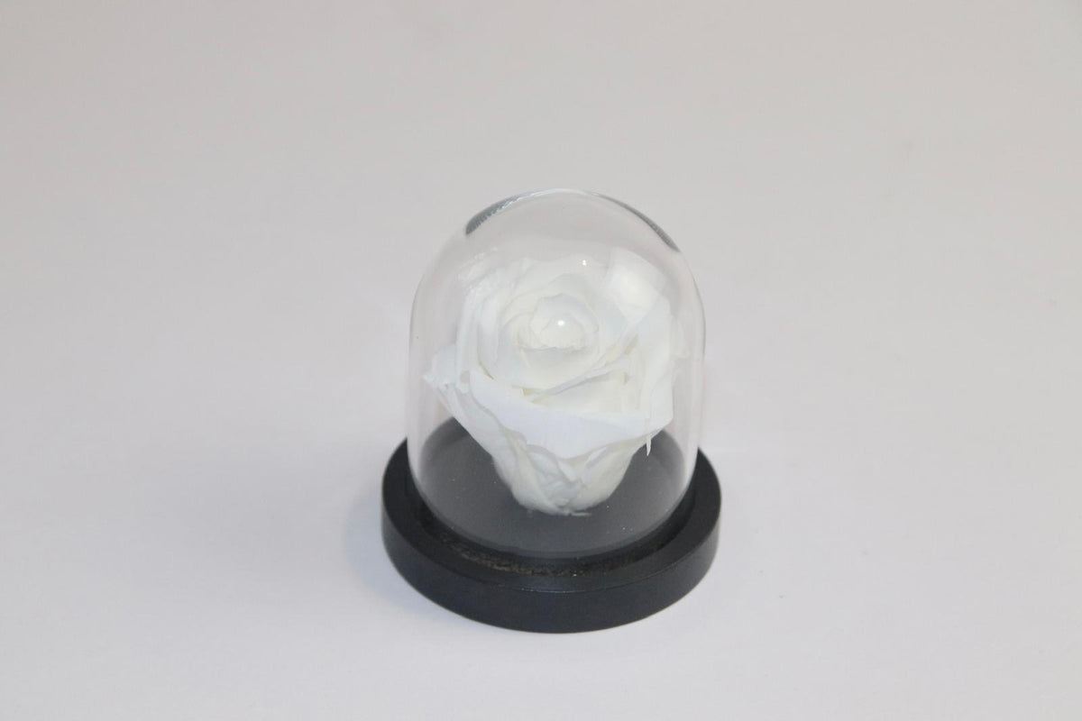 Petite rose sous cloche