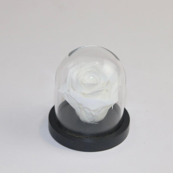 Petite rose sous cloche